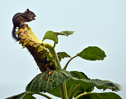 Petra Wall - Chipmunk Adopts The Sunflower