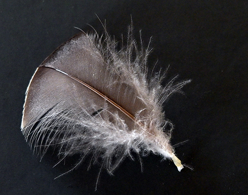 Petra Wall - Feather Study
