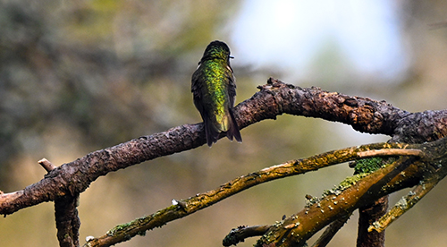 Petra Wall - Our Male Green Humming Bird Is Back