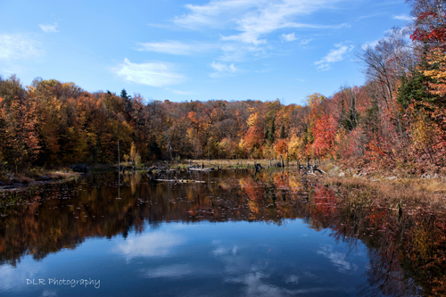 Dani Lynn Redgrift-Berthelot - Fall Colours