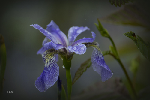 Dani Lynn Redgrift-Berthelot - Wild Iris