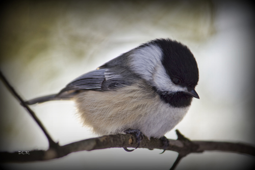 Dani Lynn Redgrift-Berthelot - Chickadee