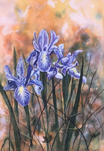 Richard Edwards -Wild Iris 