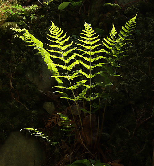 Jon Butler - Ferns