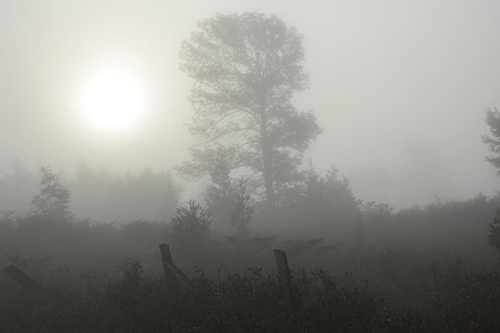 Peter Barnett - Misty Morning