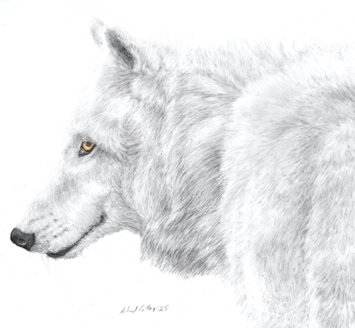 Astrid Colton - Arctic Wolf