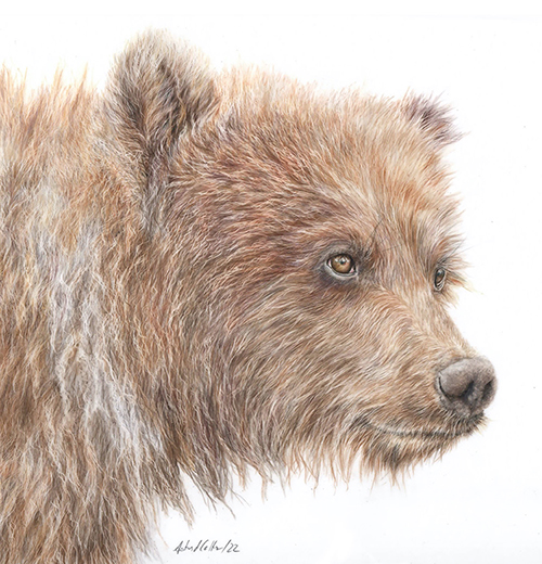 Astrid Colton - Brown Bear