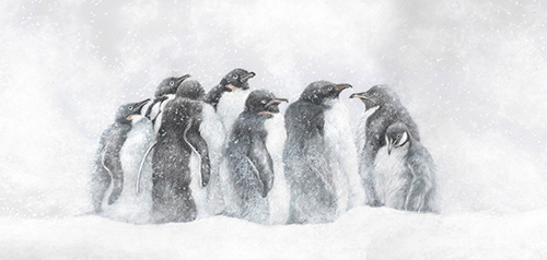 Astrid Colton - Snowy Gathering