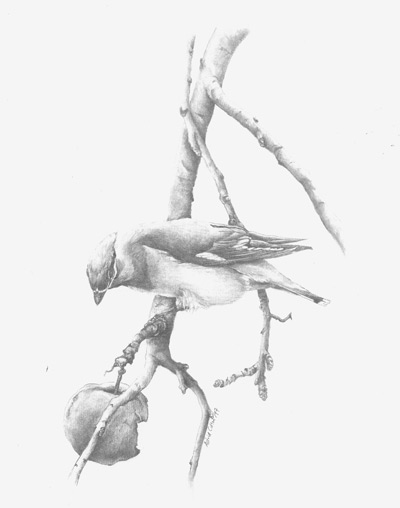 Astrid Colton - Waxwing