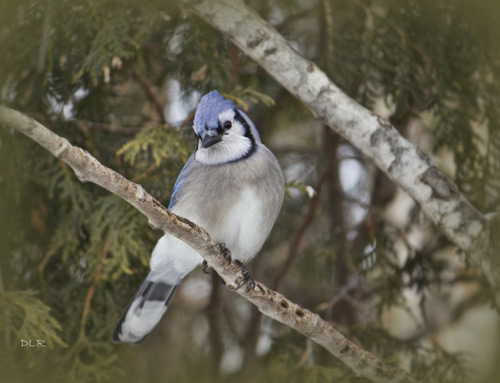 Dani Lynn Redgrift-Berthelot - Blue Jay