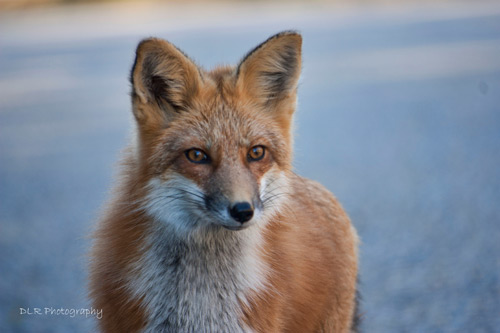 Dani Lynn Redgrift-Berthelot - Fox Face