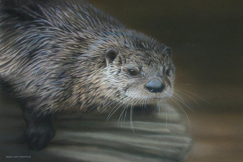 Debra Ireland - Whiskers