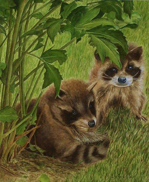 Linda Jack - Baby Racoons