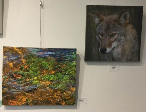 2019 MFFA Members Show