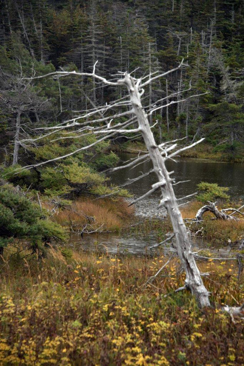 Petra Wall - Dead Tree