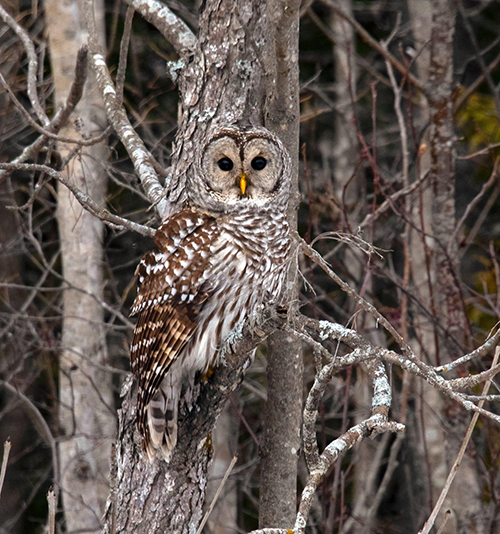 Petra Wall - Barred Owl